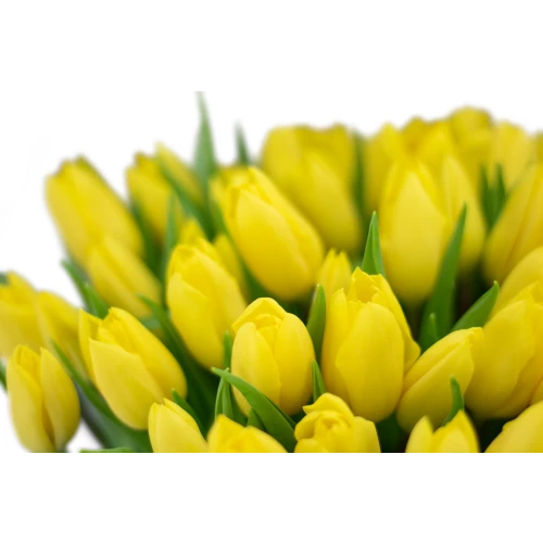 Kytice  tulipánů